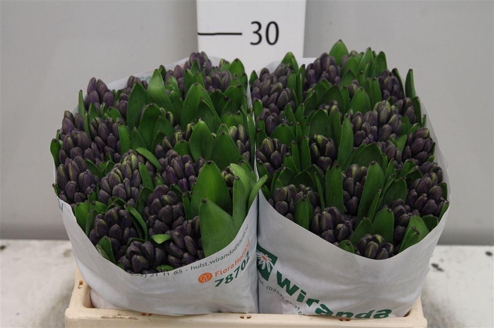 <h4>Hyac Atlantic</h4>