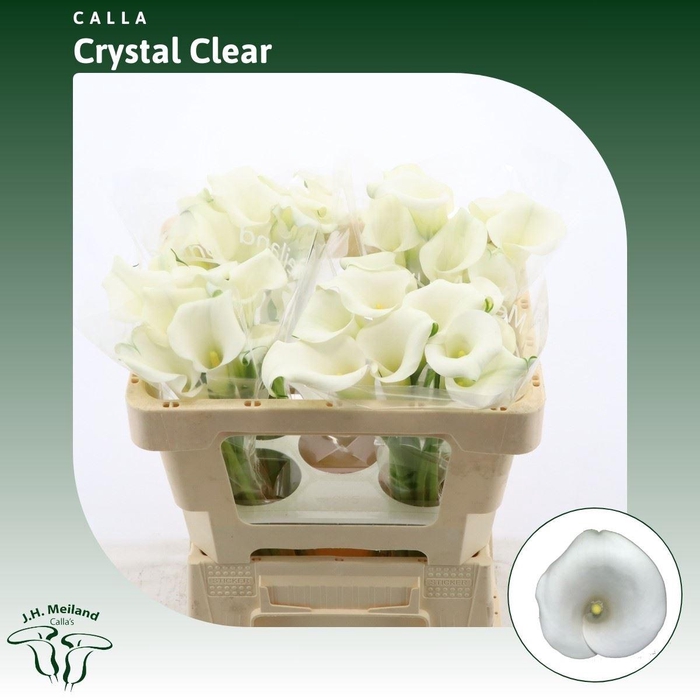 <h4>Calla Crystal Clear</h4>