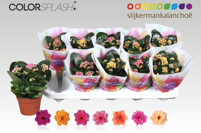 <h4>KAL GE GEM 7 KL</h4>