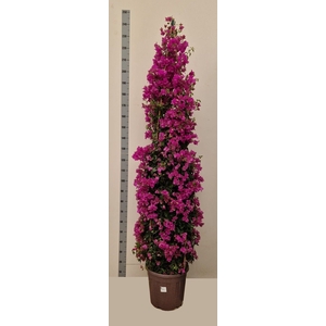 BOUGAINV ALEXANDRA