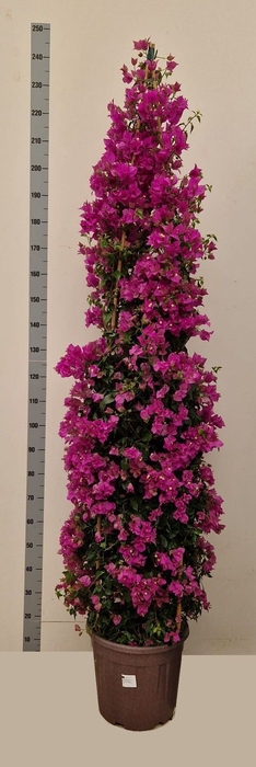 <h4>BOUGAINV ALEXANDRA</h4>