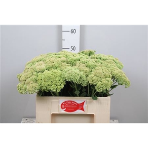Sedum Spectabile
