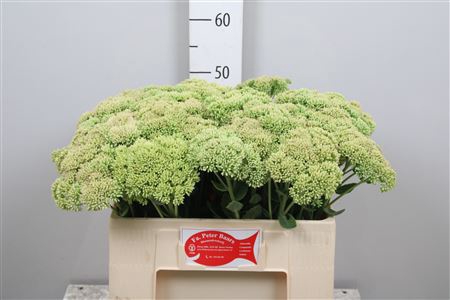 <h4>Sedum Spectabile</h4>