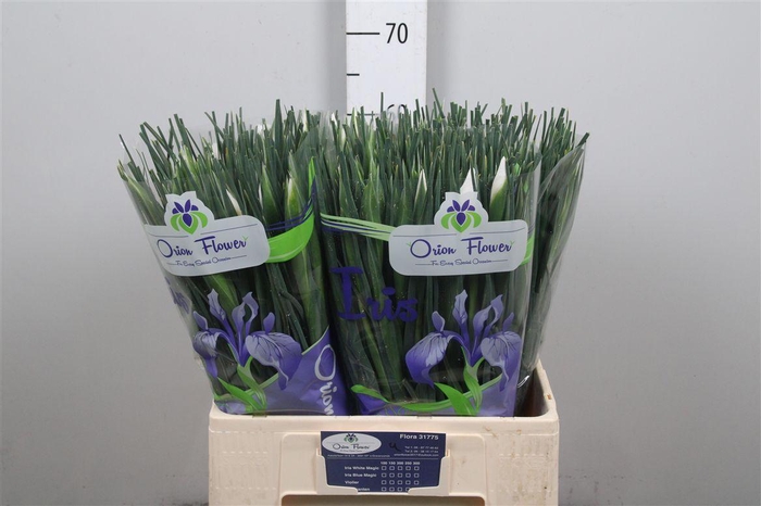 <h4>Iris Casablanca</h4>