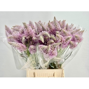 Ptilotus Exaltatus