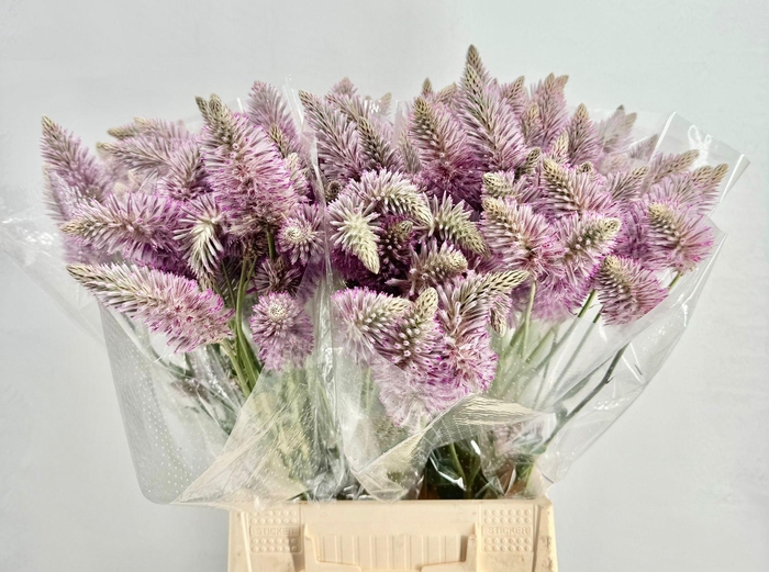 <h4>Ptilotus Exaltatus</h4>
