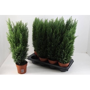 Chamaecyparis L Ellwoodii