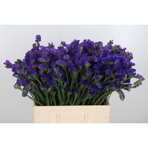 Limonium Statice Blue