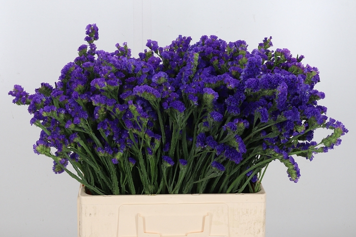 <h4>Limonium Statice Blue</h4>