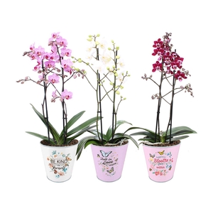 Phal. Multi 2-tak mix in BGC935 zink pot spring