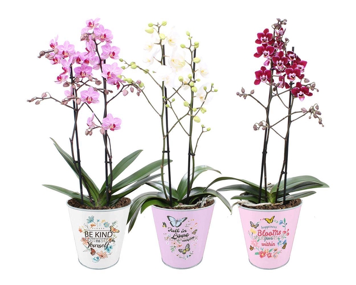 <h4>Phal. Multi 2-tak mix in BGC935 zink pot spring</h4>
