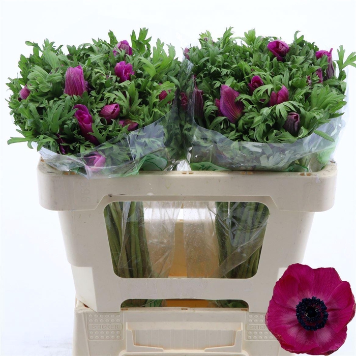 <h4>Anemone Galil Purper</h4>
