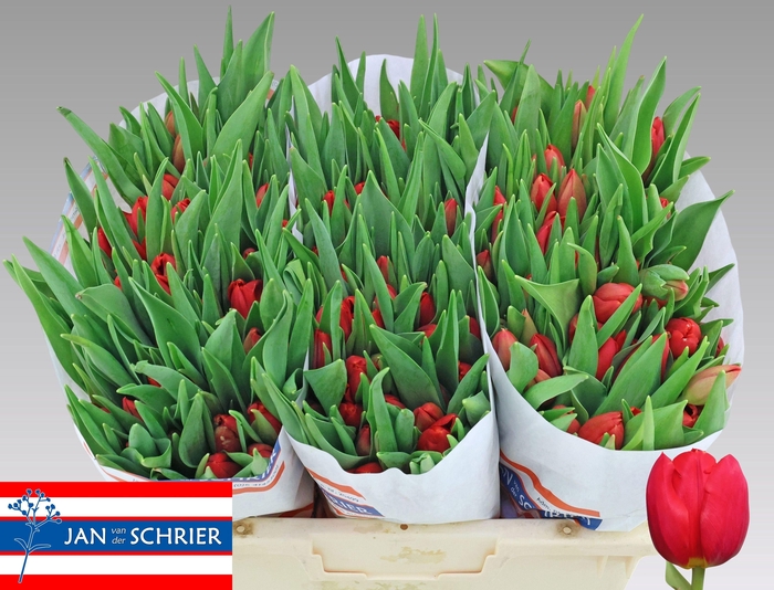 <h4>TU EN RED STONE</h4>