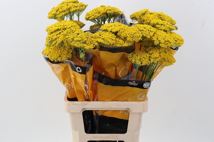 <h4>Achil Golden Prairie</h4>