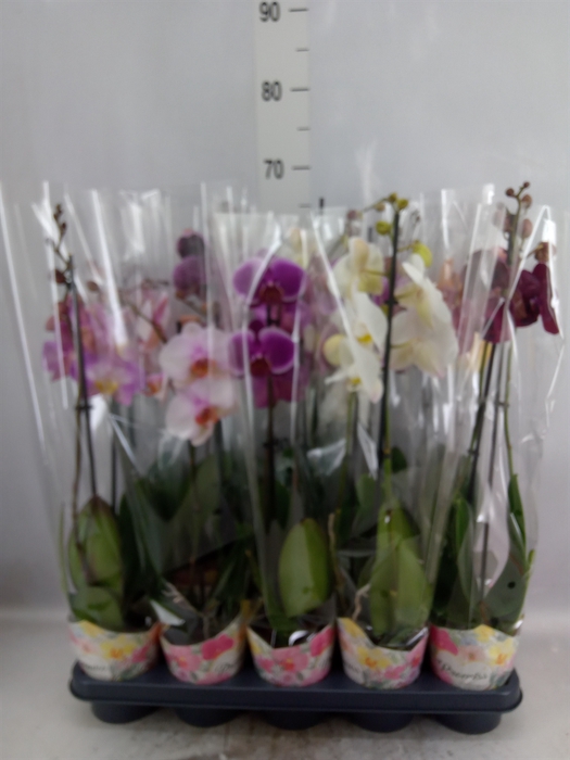 <h4>Phalaenopsis   ...mix  5</h4>