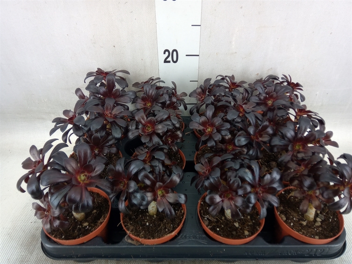 <h4>Aeonium arboreum 'Atropurpureum'</h4>