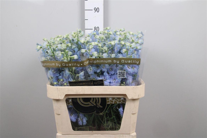 <h4>Delph Du Dewi Boy</h4>