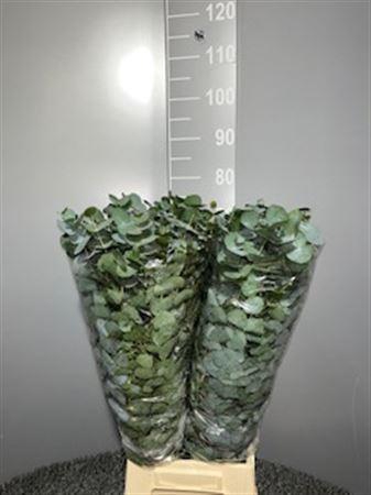 <h4>Euca Cinerea 300gr</h4>
