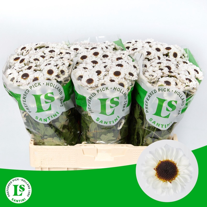 <h4>Chrysanthemum SA 'Patrese White'</h4>