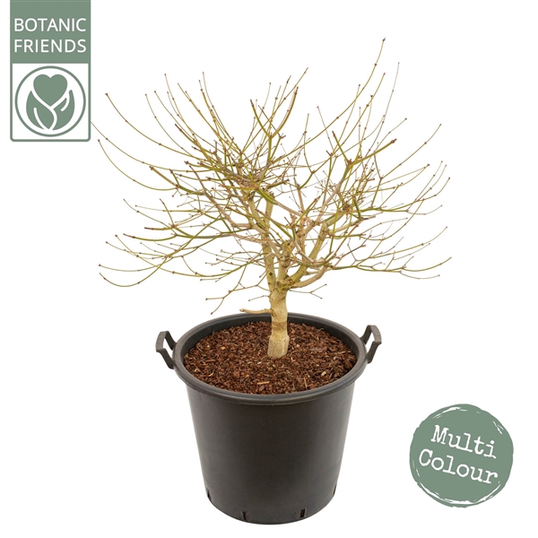 <h4>Acer shirasawanum 'Moonrise' ®</h4>