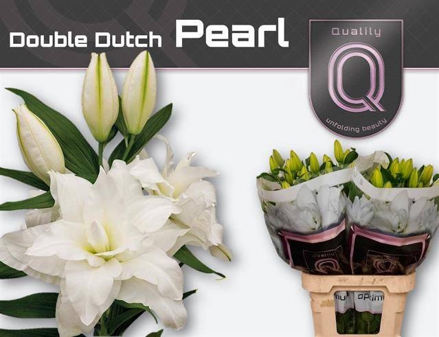 <h4>LI OR DU DD PEARL</h4>