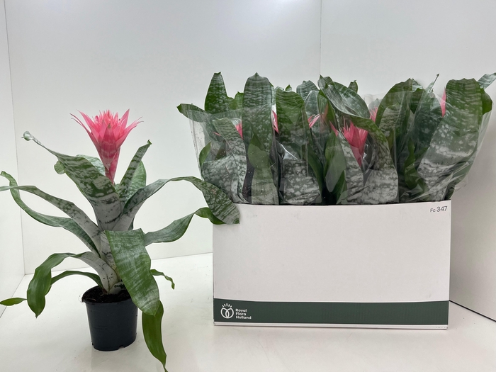 <h4>AECH FAS PRIMERA</h4>