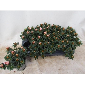 RHODO SI SACHSEN GEM