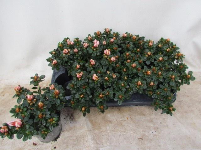 <h4>RHODO SI SACHSEN GEM</h4>