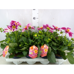Dahlia  'Summerbees Purple Bicolor'