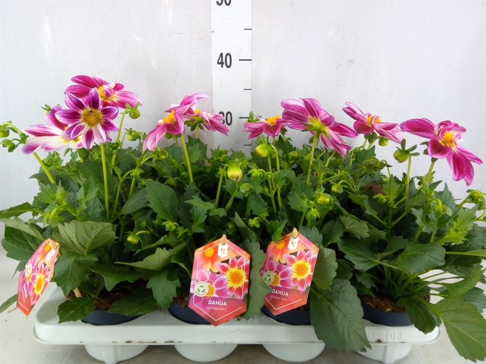 <h4>Dahlia  'Summerbees Purple Bicolor'</h4>