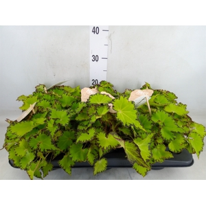 Begonia BD 'MagicColours Jive'