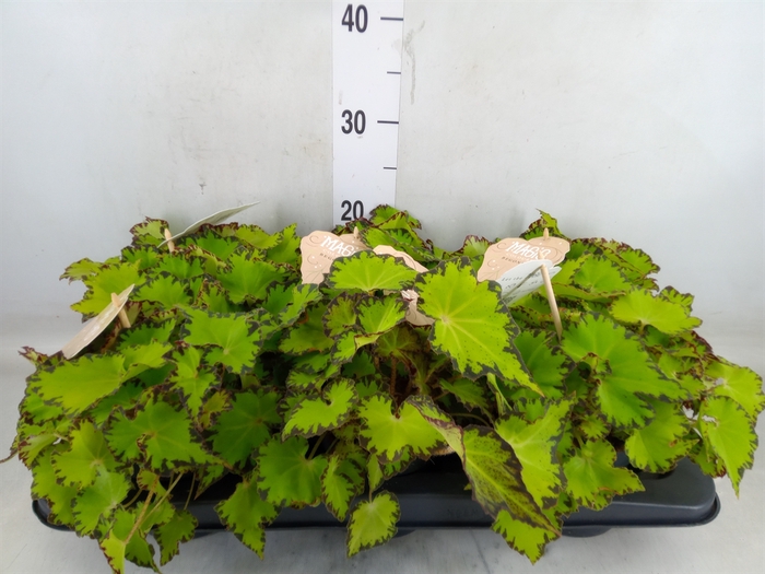 <h4>Begonia BD 'MagicColours Jive'</h4>