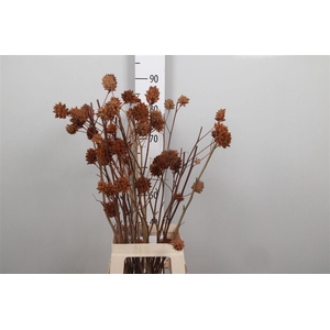 Glycyrrh Yunnanen Zd