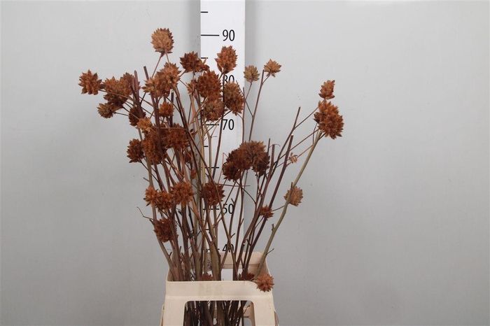 <h4>Glycyrrh Yunnanen Zd</h4>