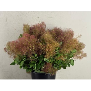 Cotinus Pruik Bs 200g
