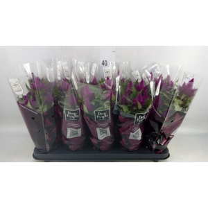 Celosia spic. 'Deep Purple'