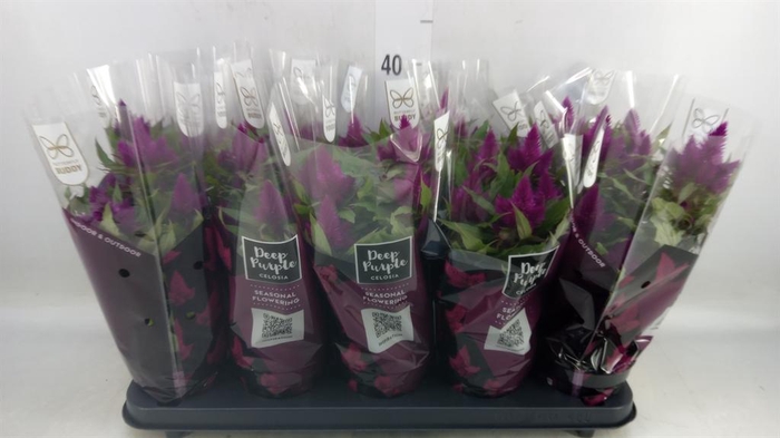 <h4>Celosia spic. 'Deep Purple'</h4>