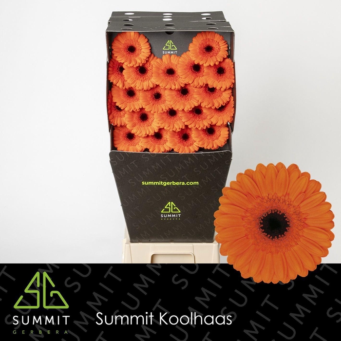 <h4>GE MI CARAMBA</h4>