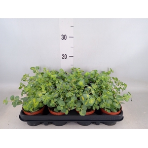 Sedum sieboldii