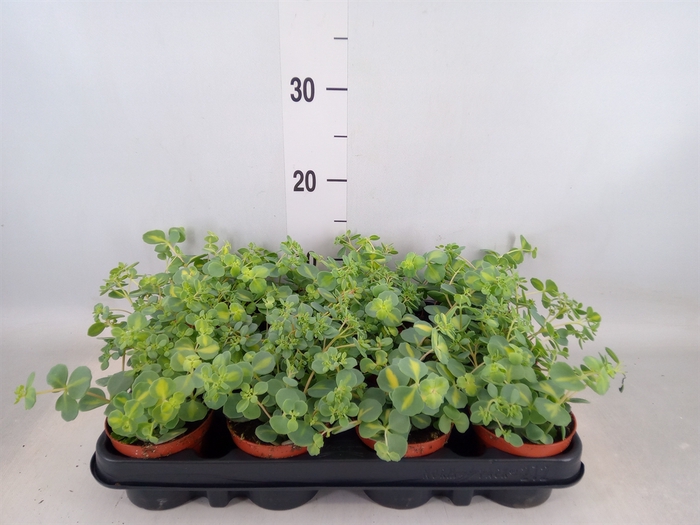 <h4>Sedum sieboldii</h4>