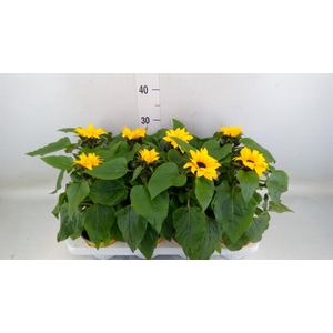 Helianthus an. 'Sunsation'