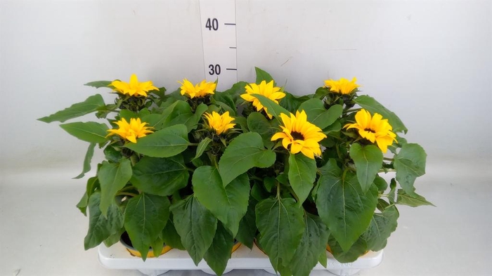 <h4>Helianthus an. 'Sunsation'</h4>