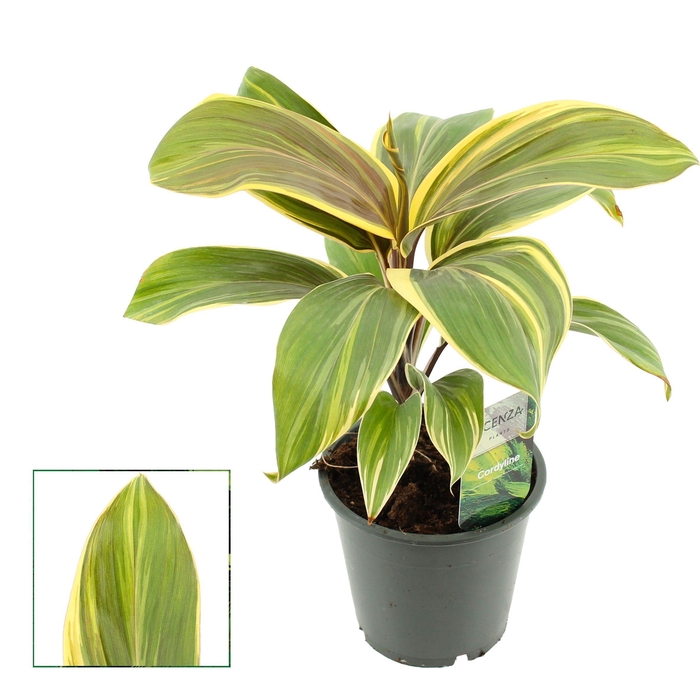 <h4>Cordyline Chocolate Queen 12 cm (Scenza)</h4>