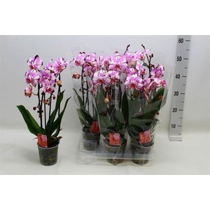 Phalaenopsis  'Elegant Cascade'