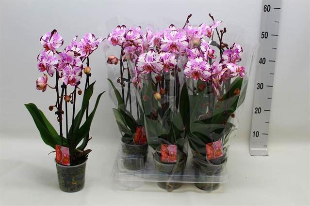Phalaenopsis  'Elegant Cascade'