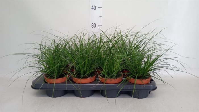 <h4>Carex brunnea</h4>