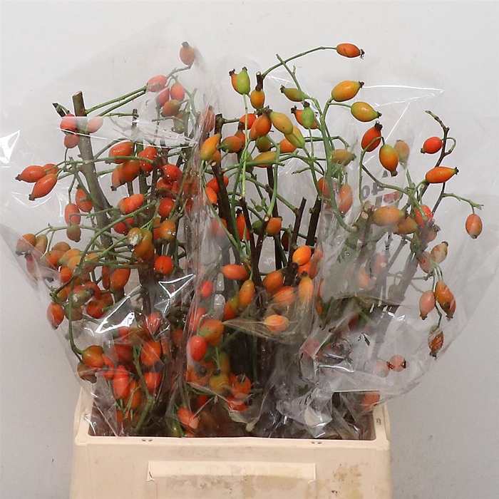 <h4>Rose Zaffiro</h4>