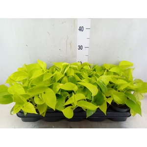 Epipremnum pinn. 'Golden Pothos'