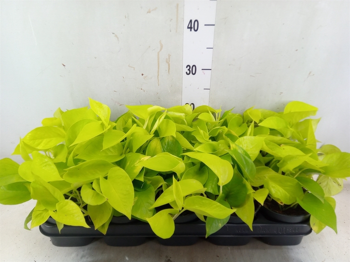 <h4>Epipremnum pinn. 'Golden Pothos'</h4>