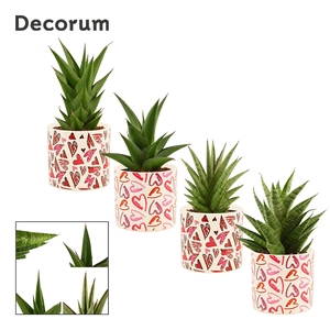 Sansevieria Crown Mix 12 cm in Julia (Deco-collection)